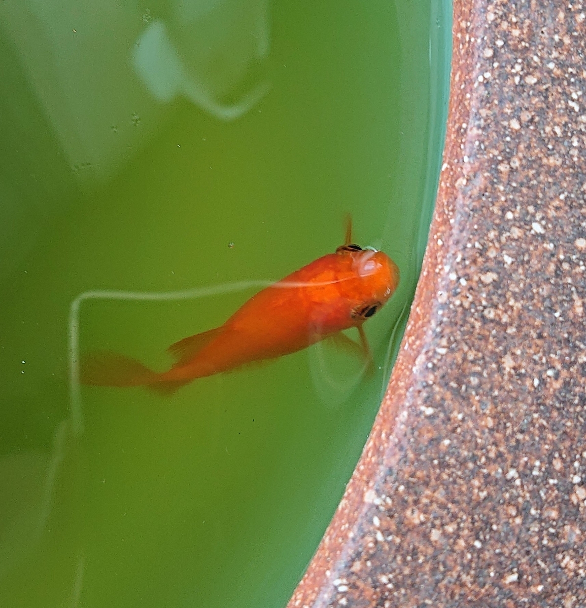 f:id:funaosarasa:20201224114553j:plain