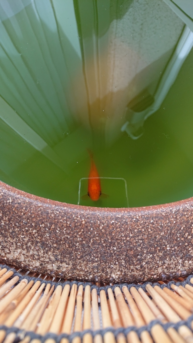 f:id:funaosarasa:20201224114740j:plain