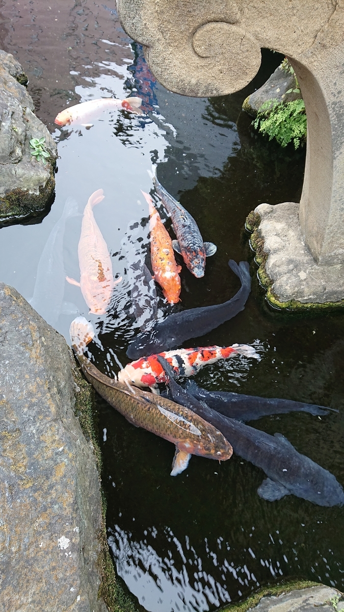f:id:funaosarasa:20201226162148j:plain