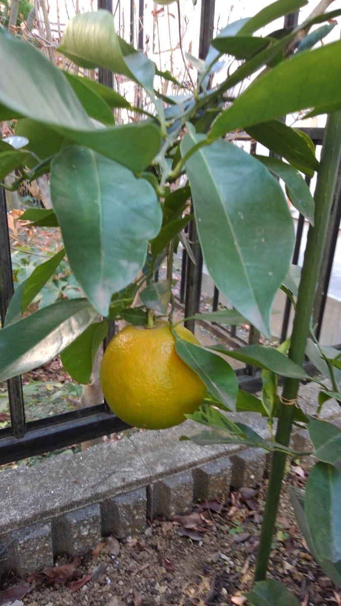 f:id:funaosarasa:20201227171452j:plain