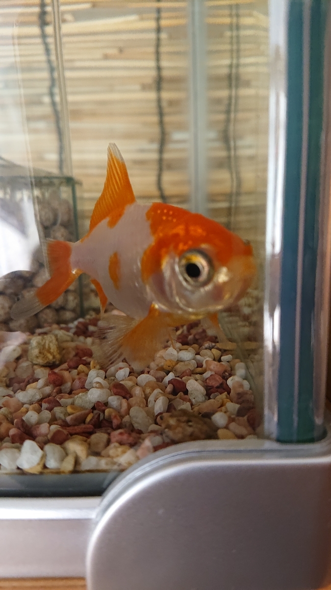 エサを切れない金魚 すくい金魚