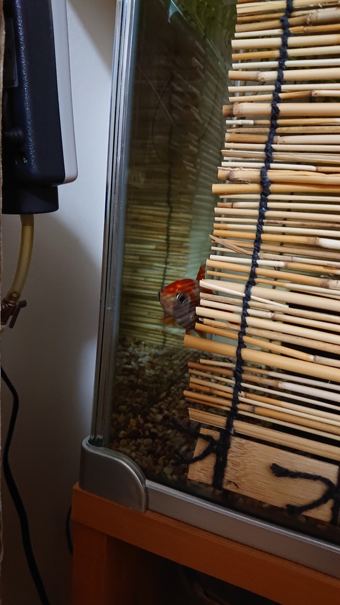 f:id:funaosarasa:20210122191908j:plain