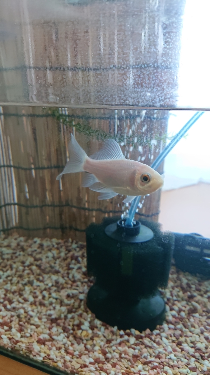 ヒーター使用の金魚水槽に足し水 すくい金魚