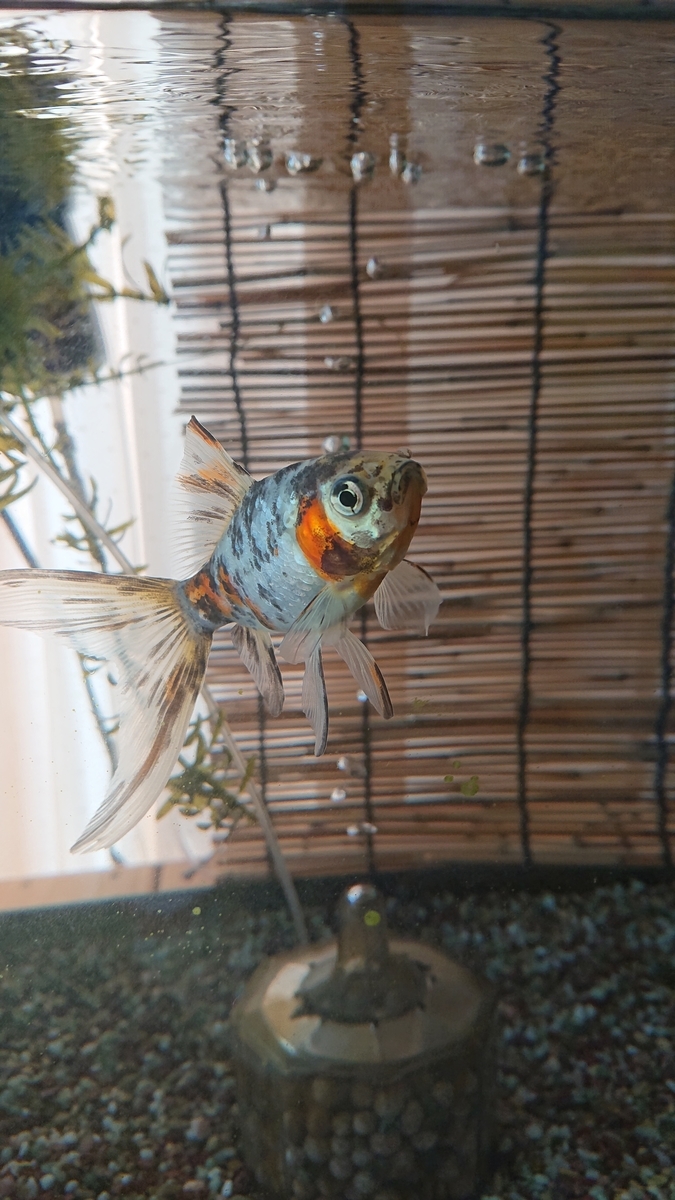 f:id:funaosarasa:20210218095811j:plain