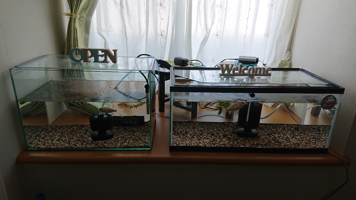金魚水槽とバックスクリーン すくい金魚