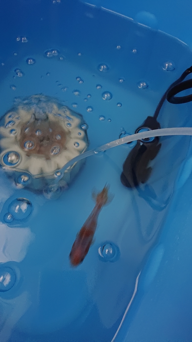 f:id:funaosarasa:20210317100117j:plain