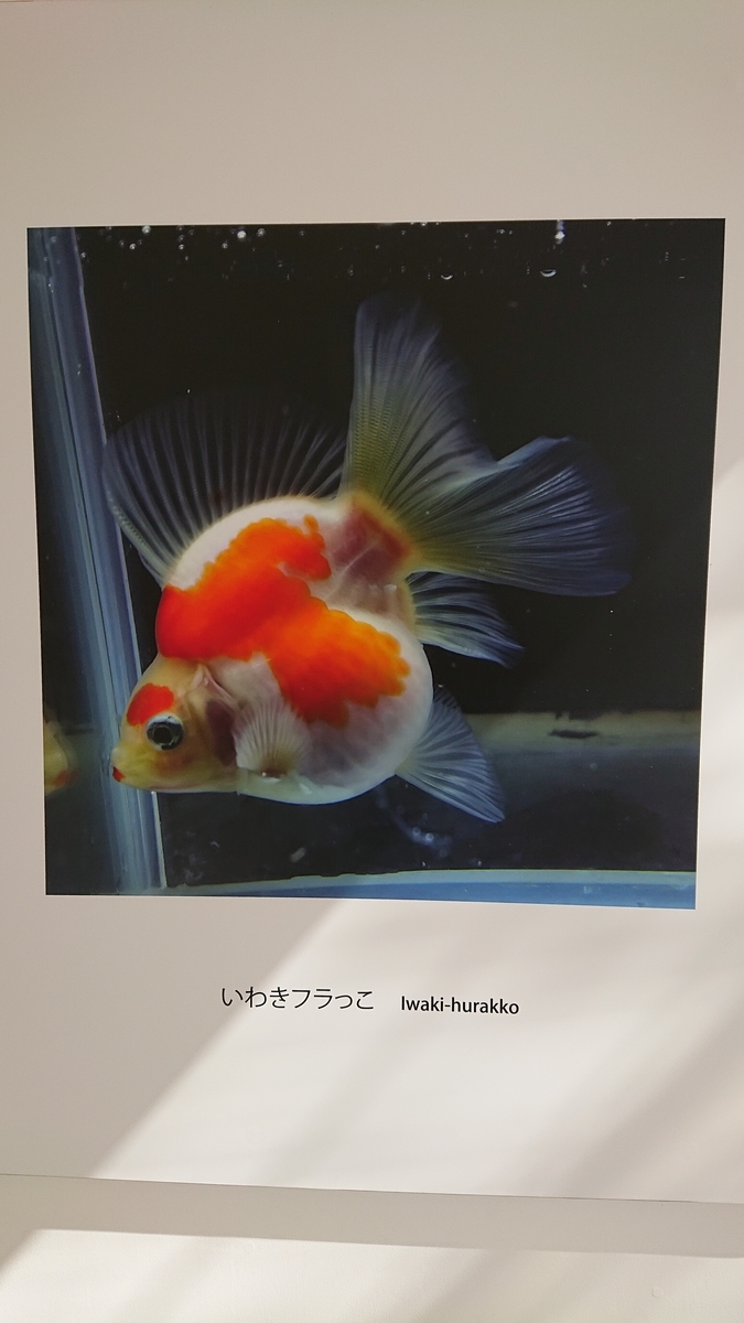f:id:funaosarasa:20210320093513j:plain
