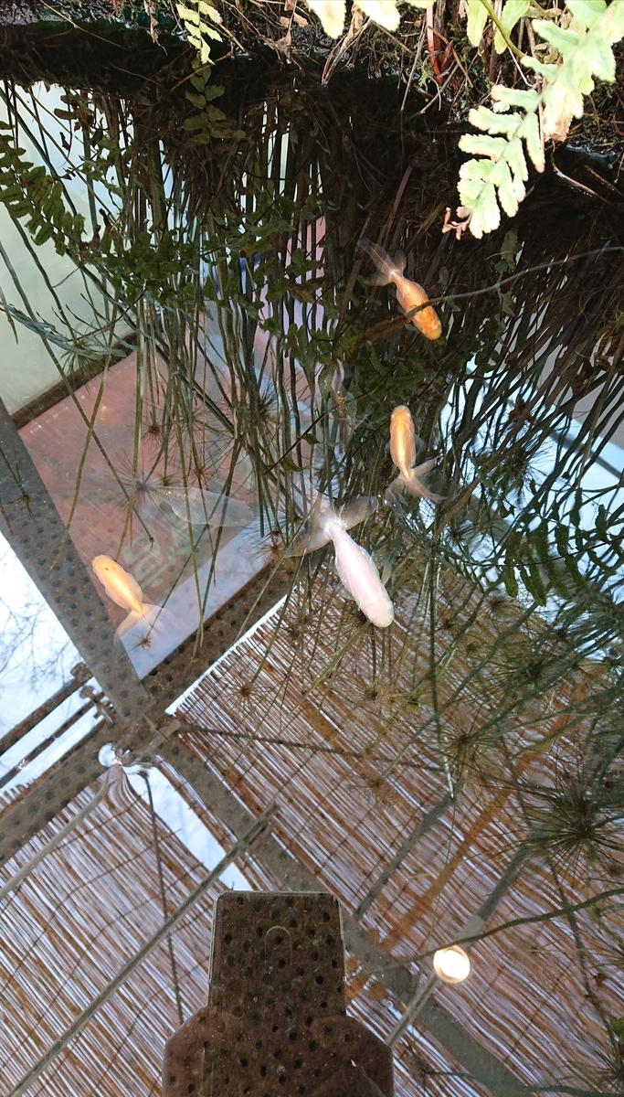 f:id:funaosarasa:20210322135946j:plain