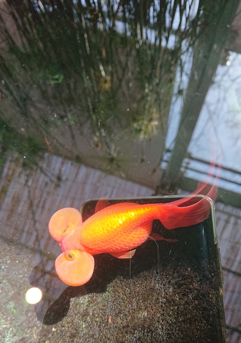 f:id:funaosarasa:20210322141005j:plain