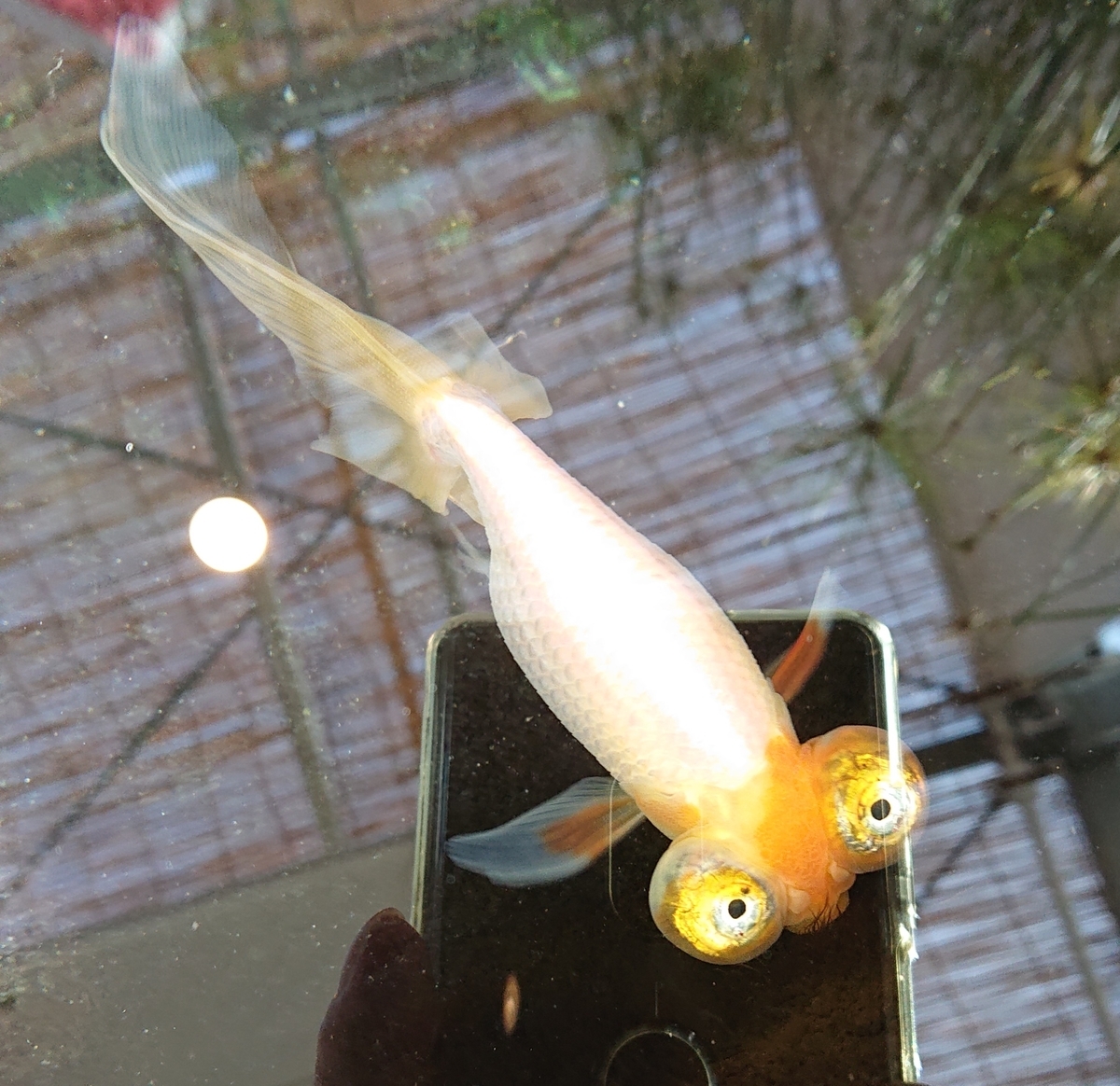 f:id:funaosarasa:20210322142615j:plain