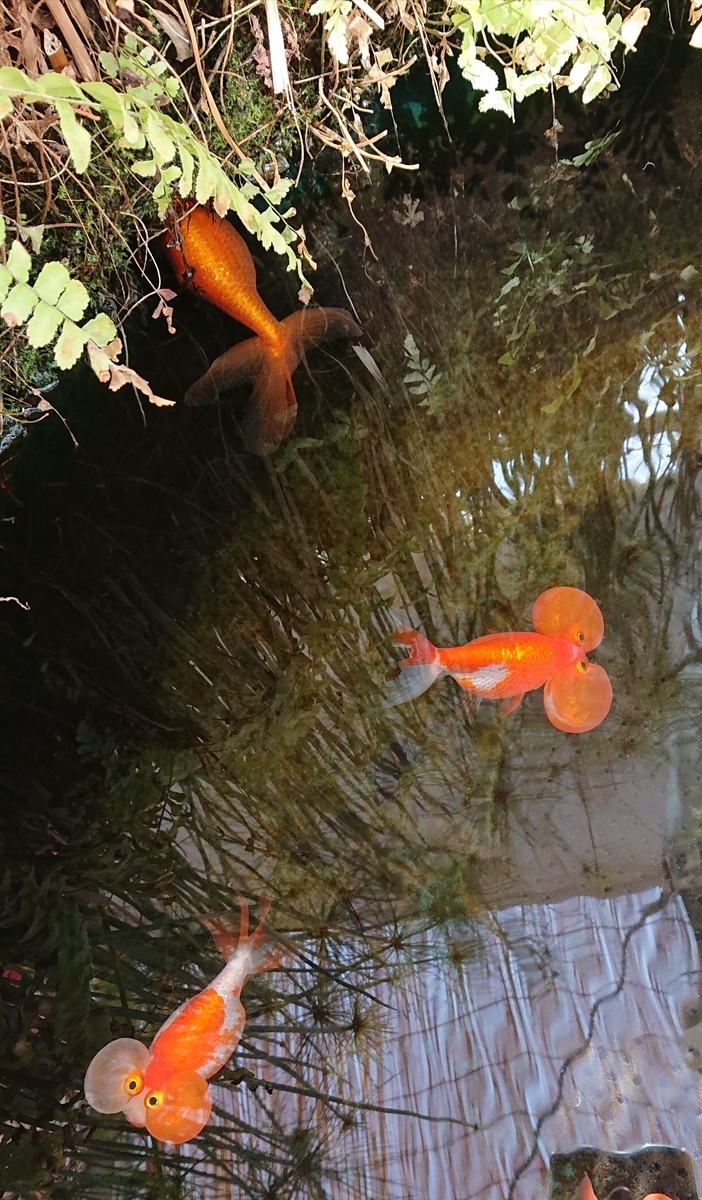 f:id:funaosarasa:20210322143321j:plain