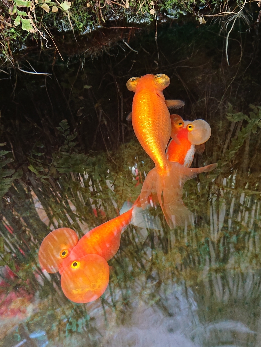 f:id:funaosarasa:20210322143949j:plain