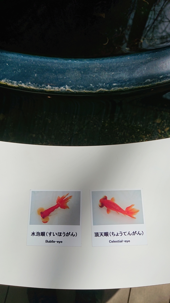 f:id:funaosarasa:20210322144516j:plain