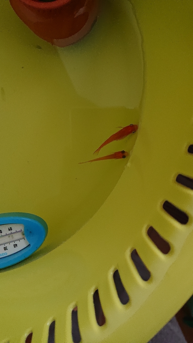 f:id:funaosarasa:20210322145537j:plain