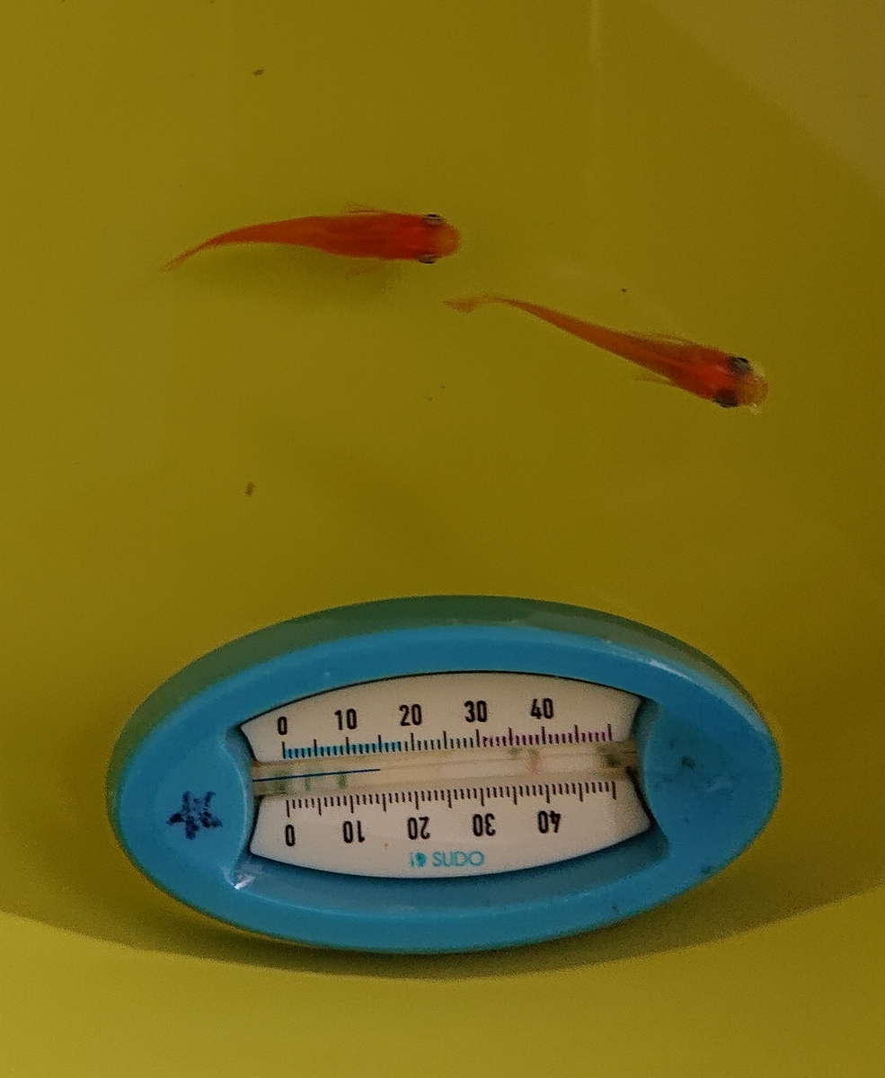 f:id:funaosarasa:20210322145610j:plain