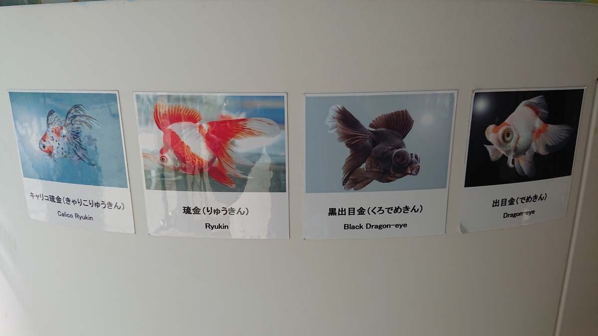 f:id:funaosarasa:20210323140957j:plain
