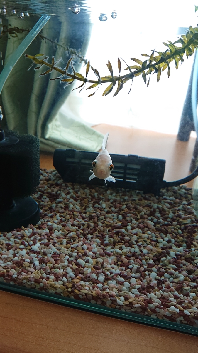 f:id:funaosarasa:20210324155805j:plain