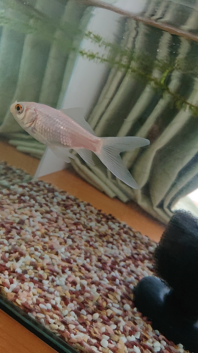 f:id:funaosarasa:20210324160122j:plain