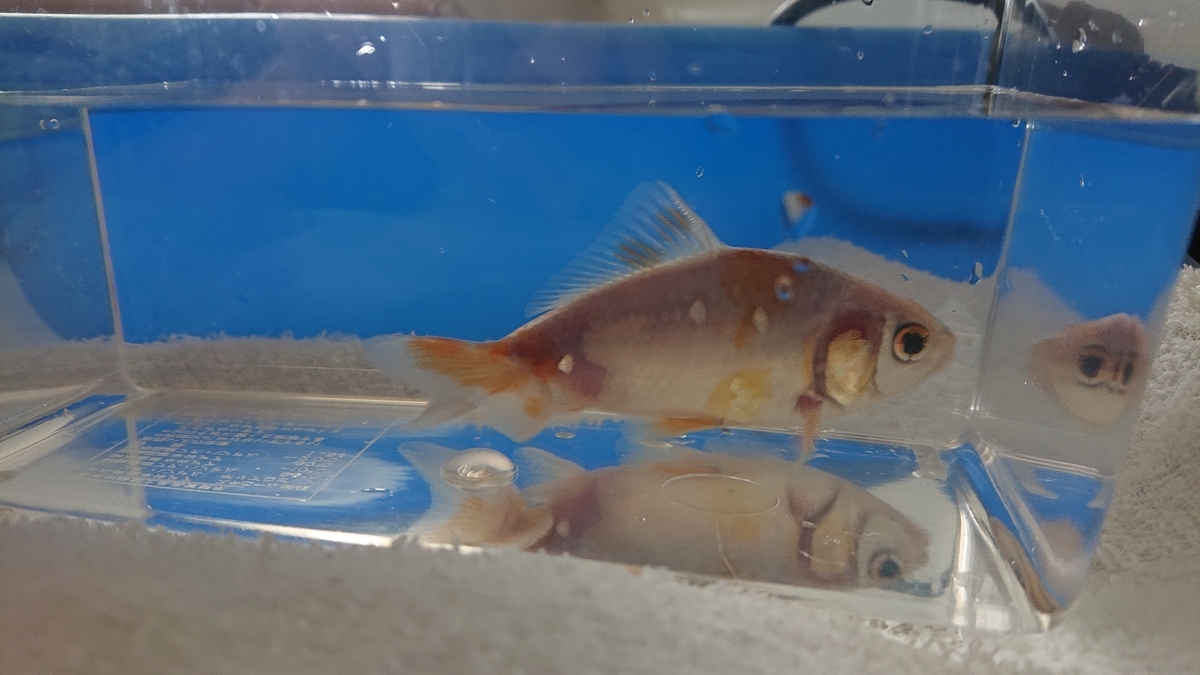 金魚をプラケースで横見チェック - すくい金魚