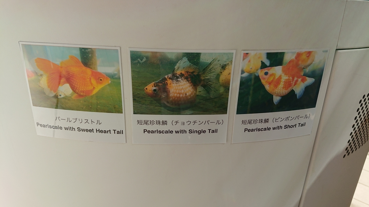 f:id:funaosarasa:20210325145842j:plain