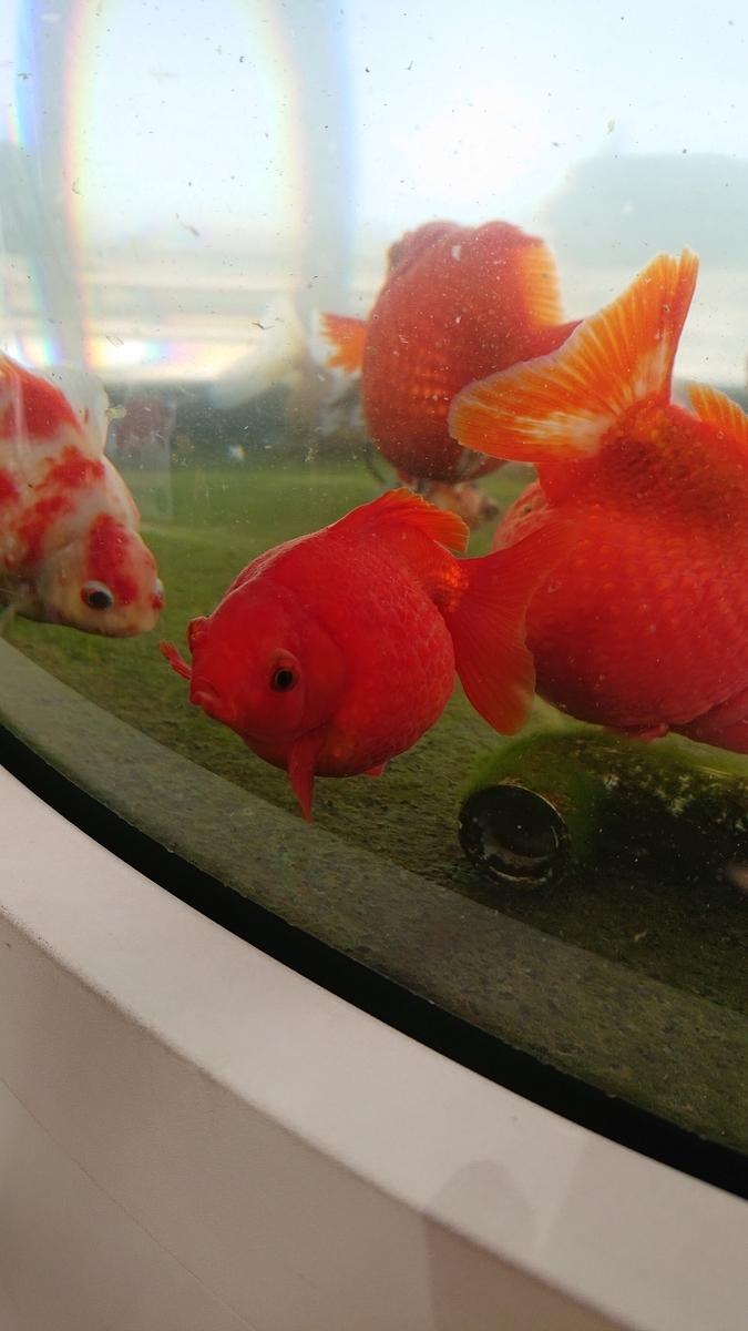 f:id:funaosarasa:20210325150608j:plain