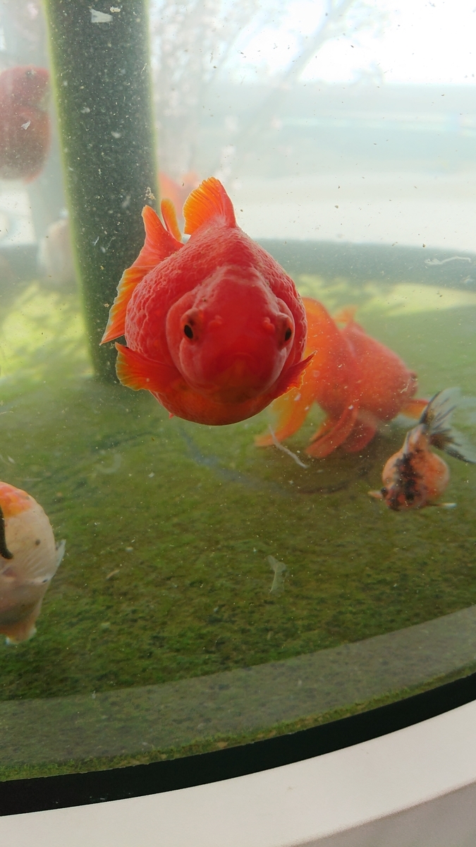 f:id:funaosarasa:20210325151013j:plain