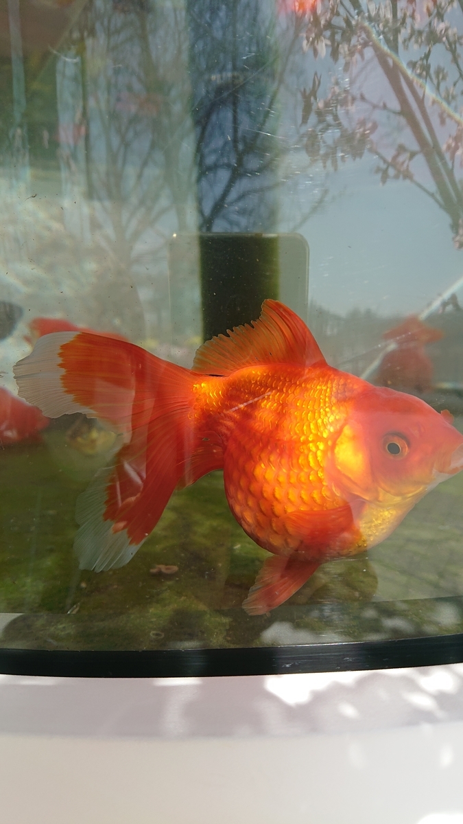 f:id:funaosarasa:20210325152036j:plain