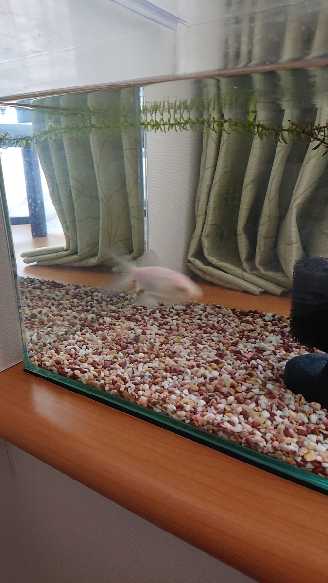 f:id:funaosarasa:20210326221555j:plain