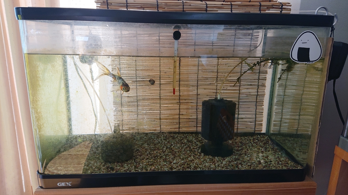 f:id:funaosarasa:20210327162143j:plain