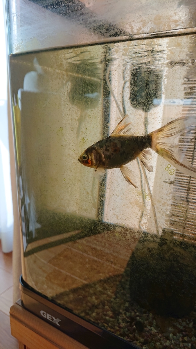 f:id:funaosarasa:20210327162227j:plain