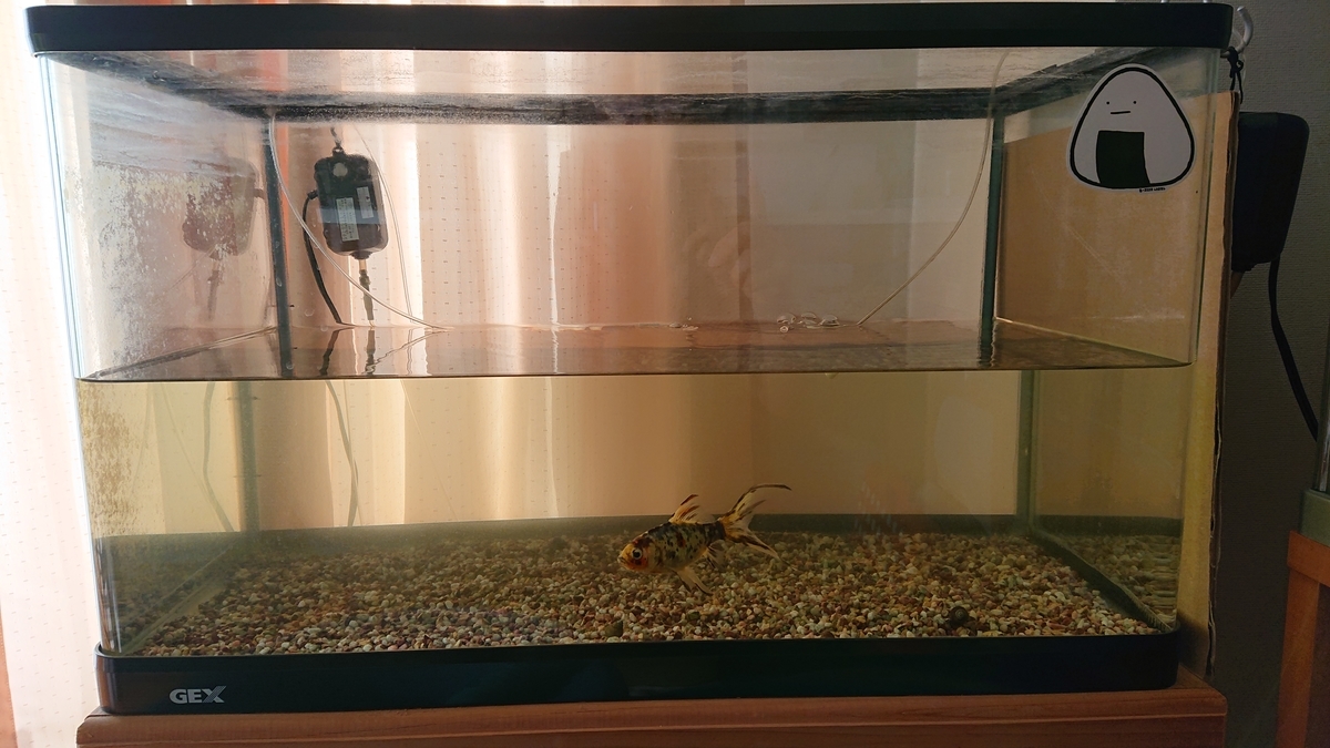 f:id:funaosarasa:20210327162416j:plain