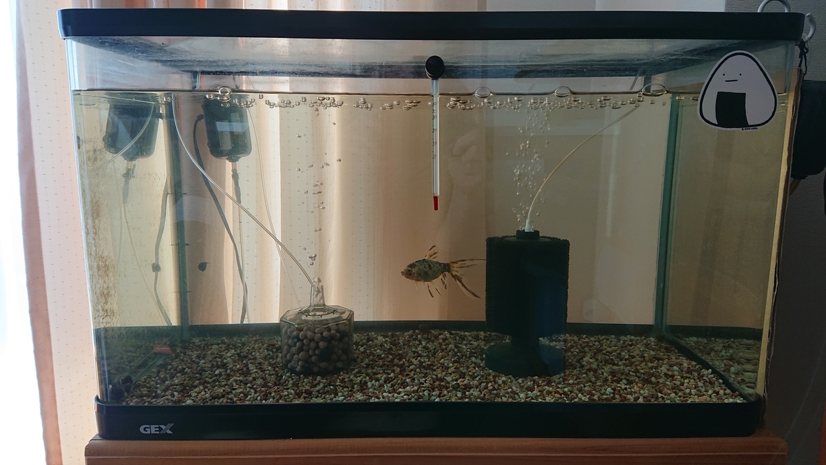 f:id:funaosarasa:20210327164023j:plain