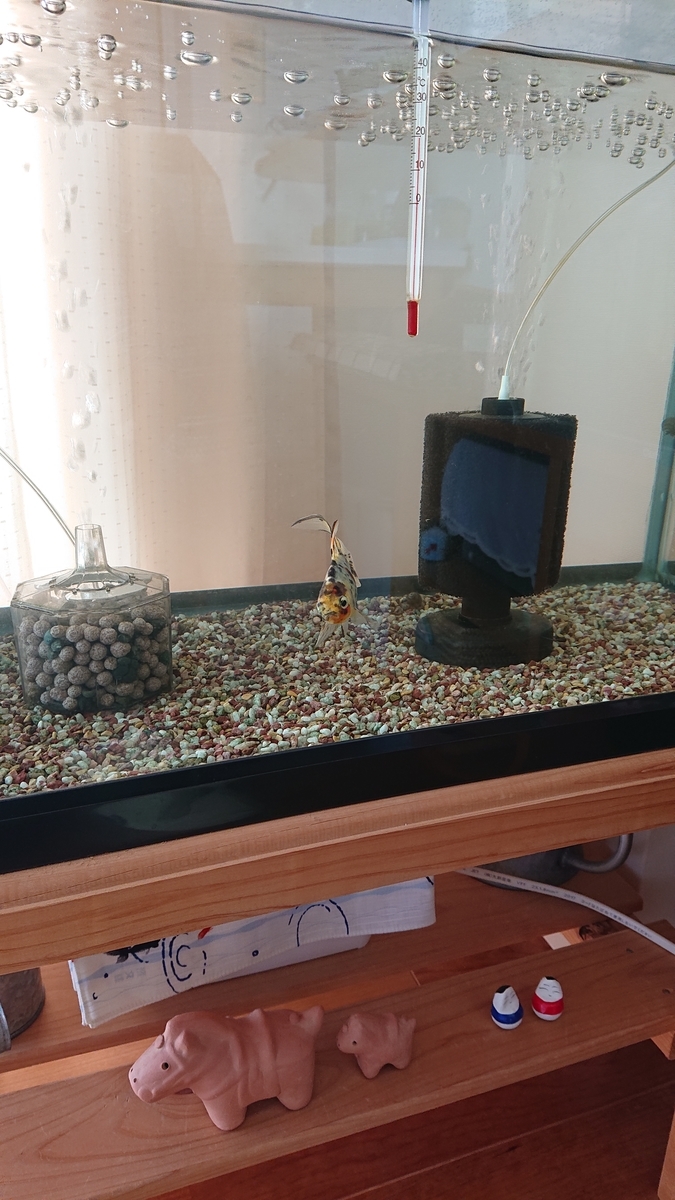 f:id:funaosarasa:20210327164244j:plain