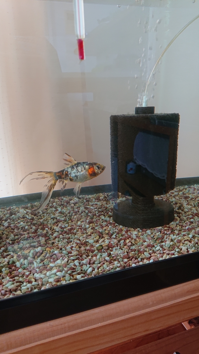 f:id:funaosarasa:20210327164718j:plain