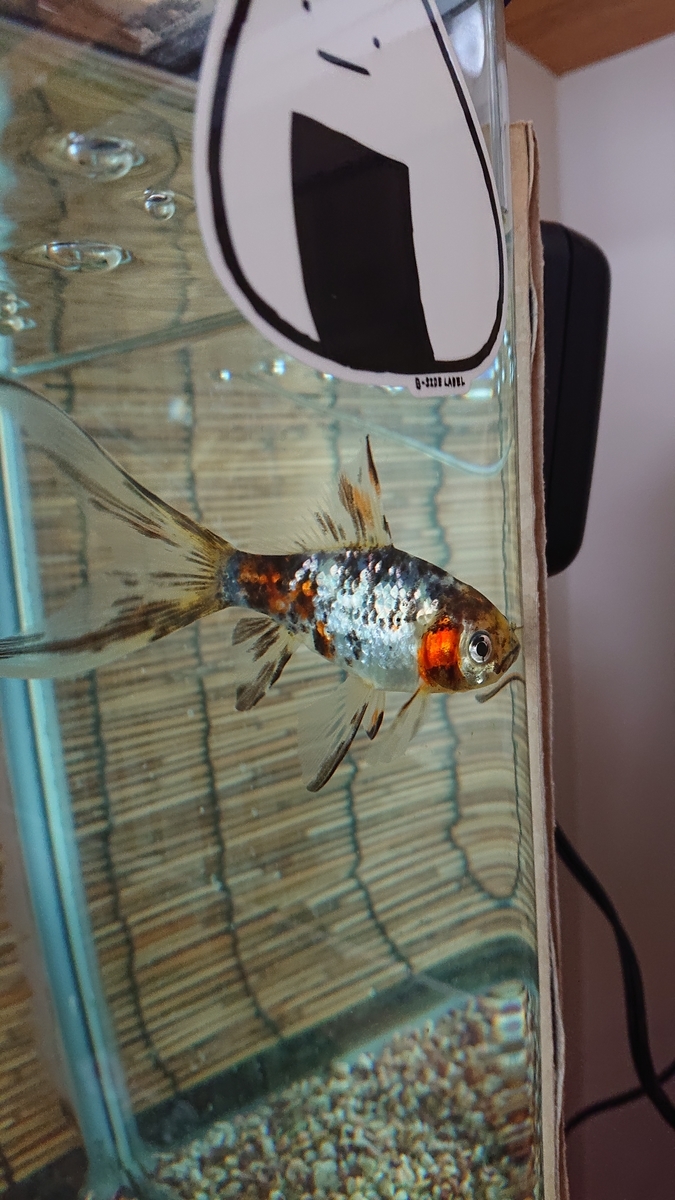 f:id:funaosarasa:20210327165033j:plain