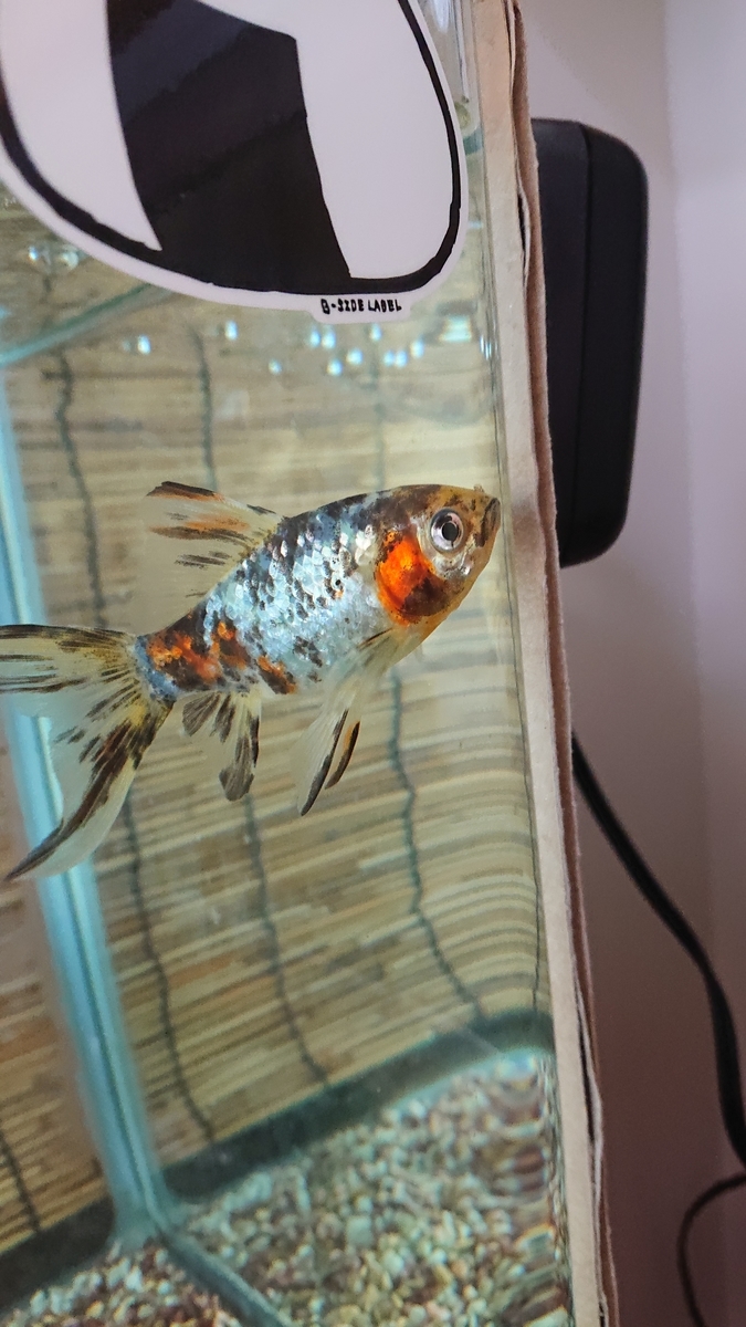 f:id:funaosarasa:20210327165201j:plain