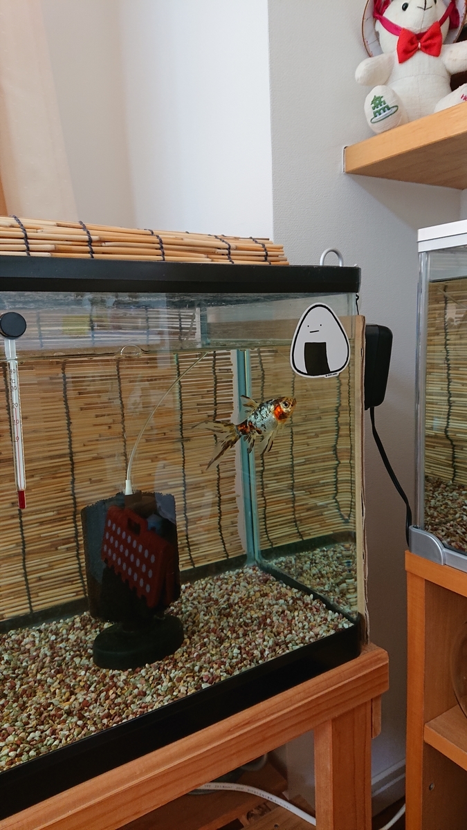 f:id:funaosarasa:20210327165412j:plain