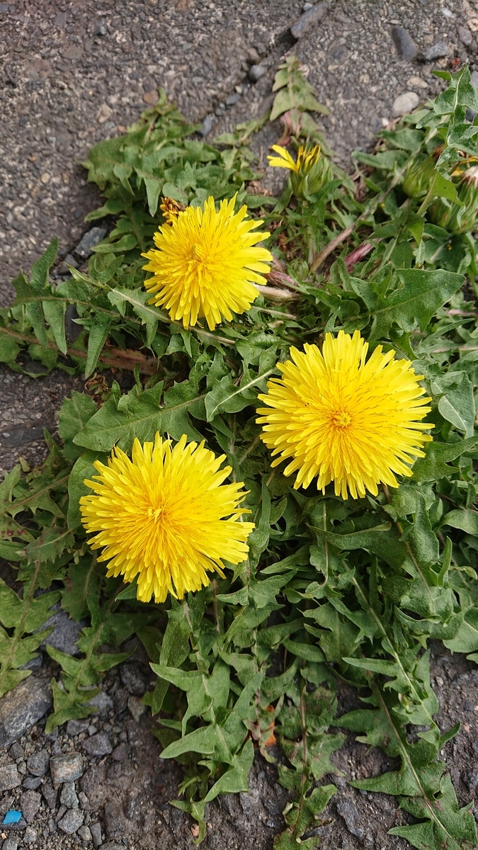 f:id:funaosarasa:20210328161032j:plain