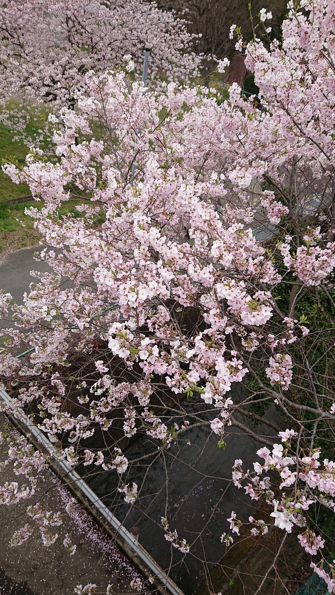 f:id:funaosarasa:20210330180523j:plain