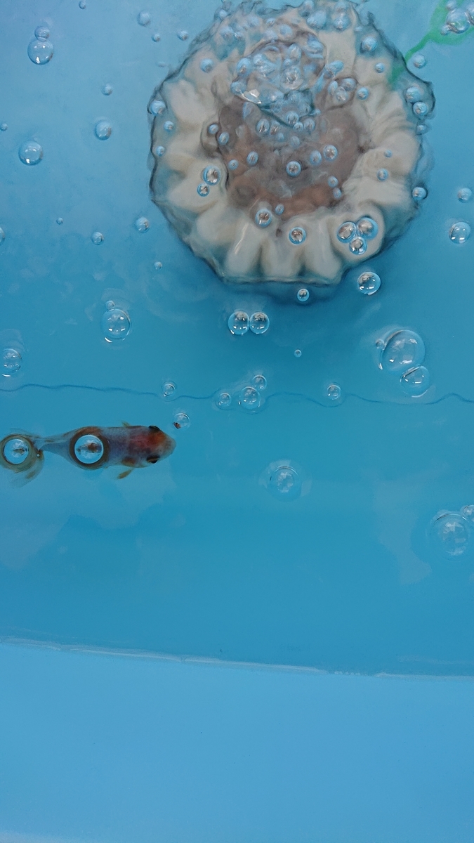 f:id:funaosarasa:20210404153946j:plain