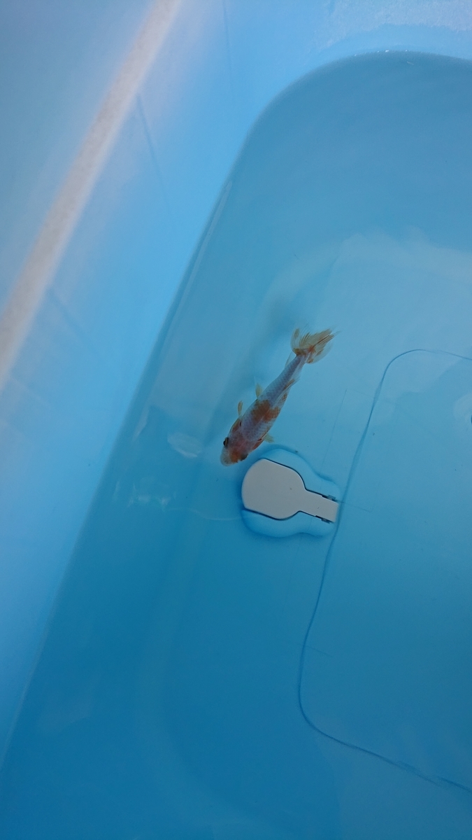 f:id:funaosarasa:20210404154313j:plain