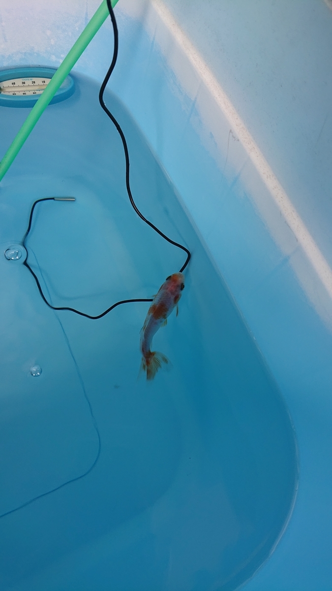 f:id:funaosarasa:20210404154430j:plain