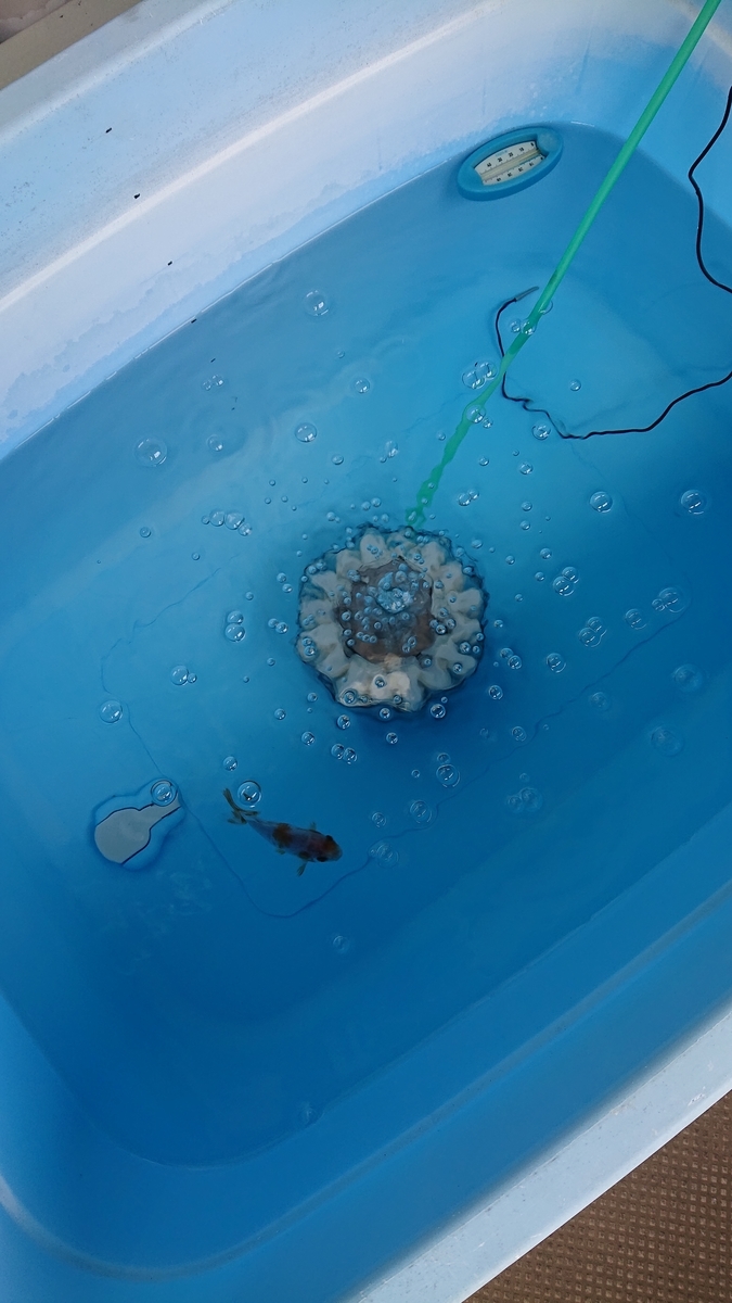 f:id:funaosarasa:20210404154549j:plain