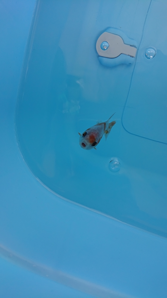 f:id:funaosarasa:20210404155017j:plain