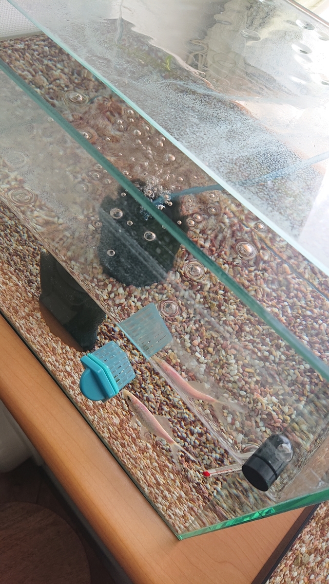 f:id:funaosarasa:20210406145020j:plain