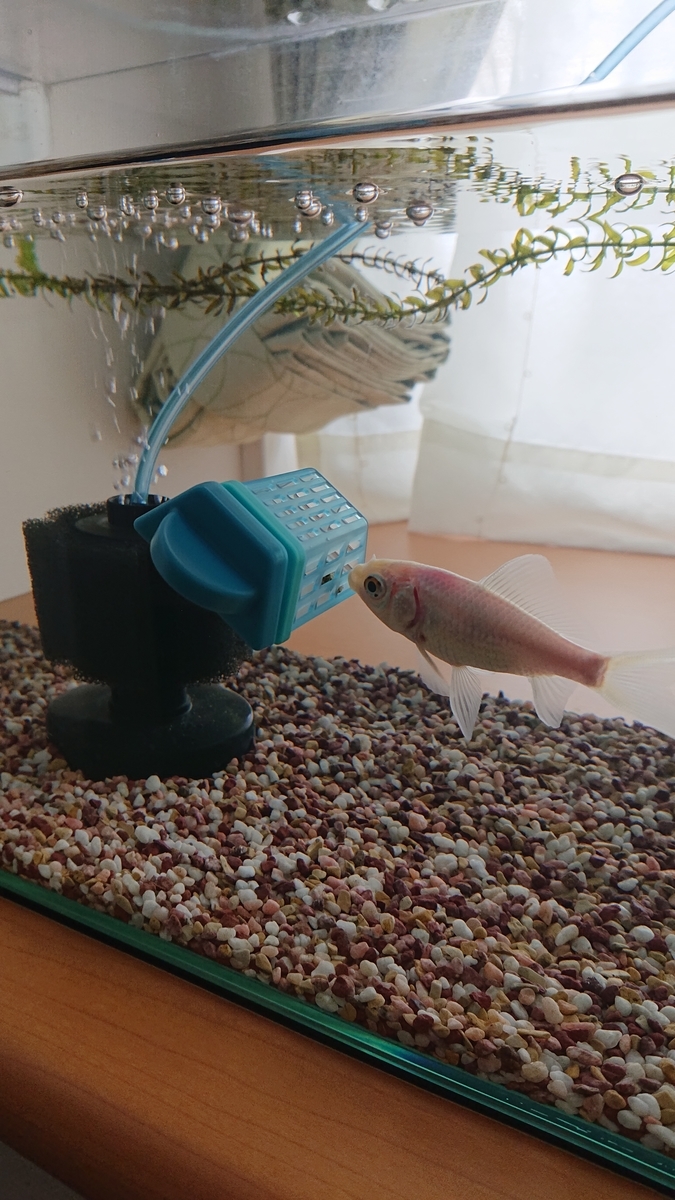 f:id:funaosarasa:20210406145129j:plain