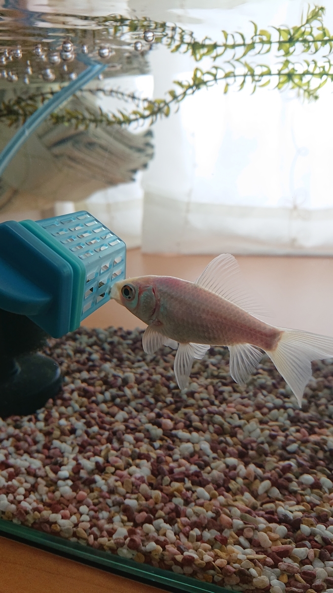 f:id:funaosarasa:20210406145220j:plain