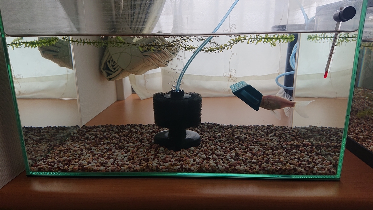 f:id:funaosarasa:20210406145423j:plain