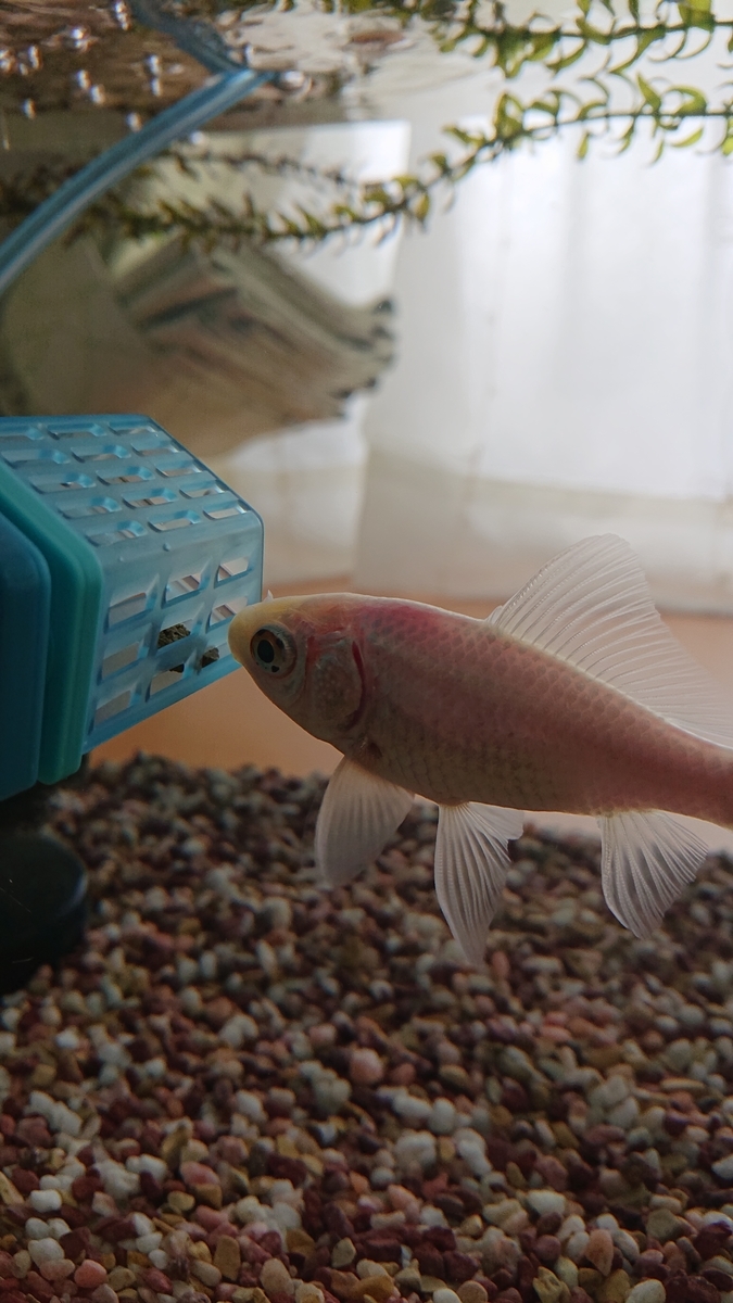 f:id:funaosarasa:20210406145726j:plain