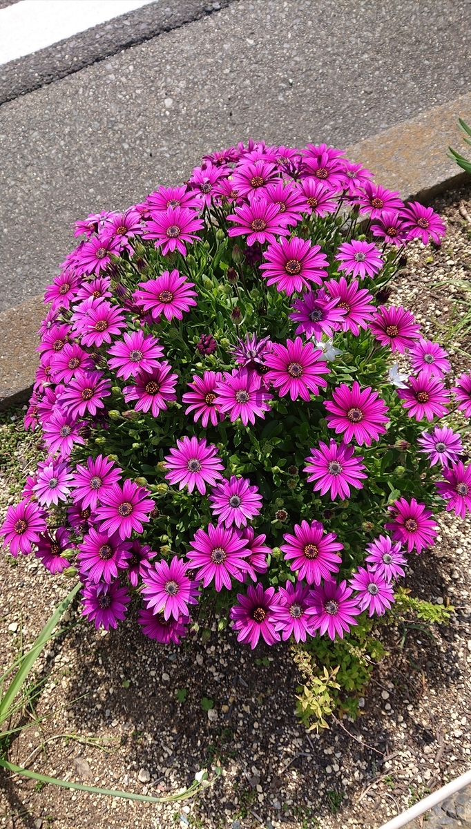 f:id:funaosarasa:20210410222638j:plain